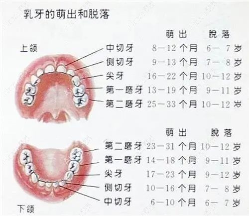 儿童换牙顺序图,20颗乳牙替换成28颗恒牙.jpg 儿童换牙顺序图,20颗乳牙替换成28颗恒牙.jpg