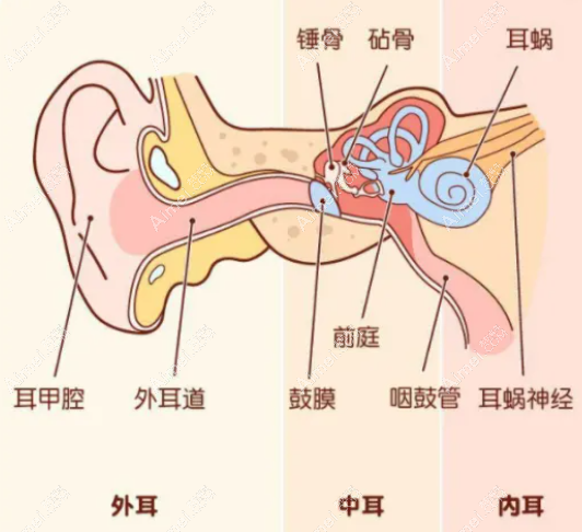 中国耳再造好的医生:国内小耳再造好医生推荐余文林/赵绛波