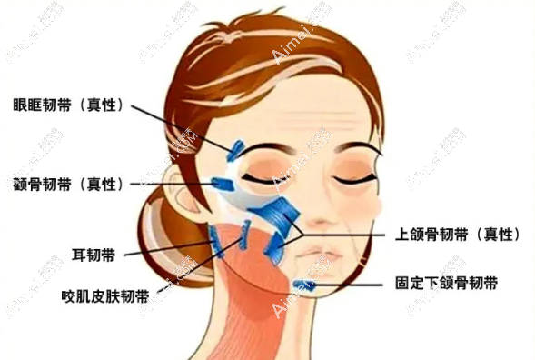 瞿健双平面复合小拉皮适合全脸及颈部 瞿健双平面复合小拉皮适合全脸及颈部