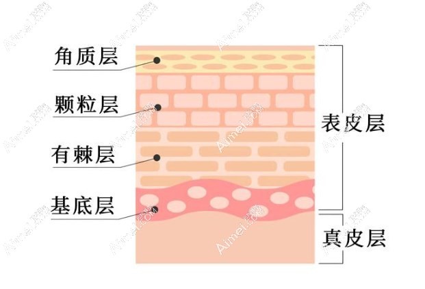 艾维岚结节的原因 艾维岚结节的原因