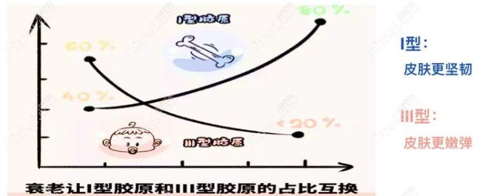 弗缦胶原蛋白是几型胶原 弗缦胶原蛋白是几型胶原