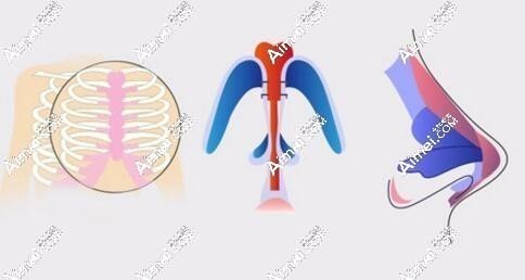 成都隆鼻哪个医生做得自然 成都隆鼻哪个医生做得自然