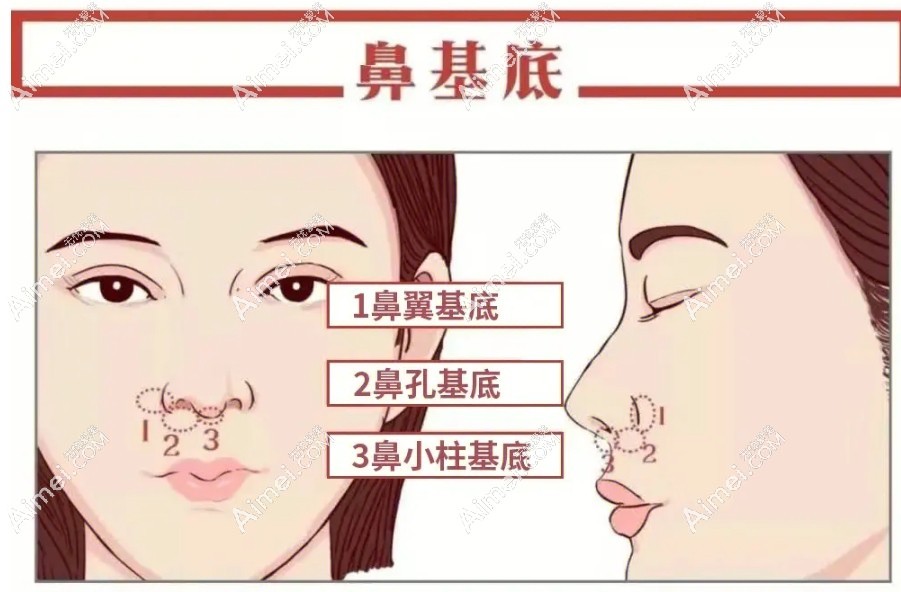 鼻基底位置