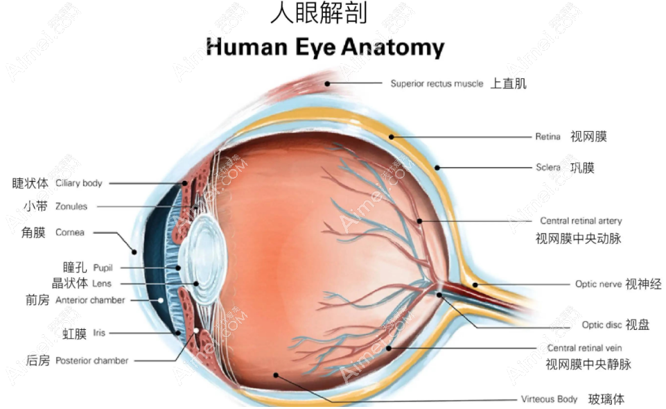 王乐今眼科国内排名前十,实力证明王乐今真的能治疗眼球震颤问题