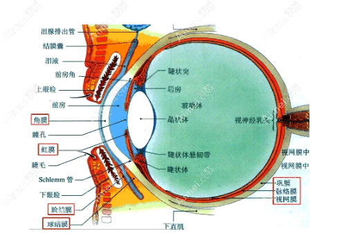 眼部结构www.dlren.com 眼部结构www.dlren.com