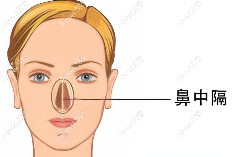 鼻结构 鼻结构
