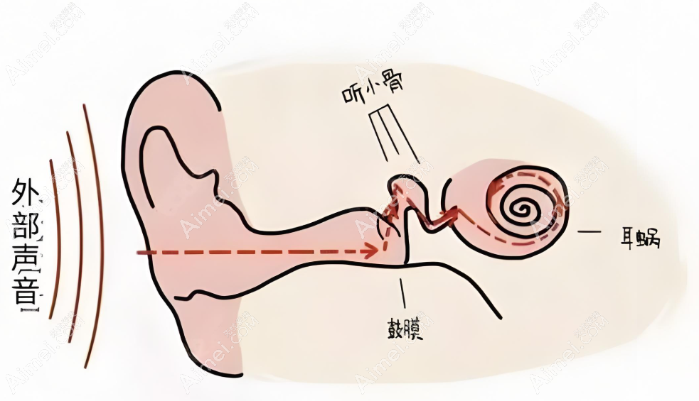 耳部形态www.dlren.com 耳部形态www.dlren.com