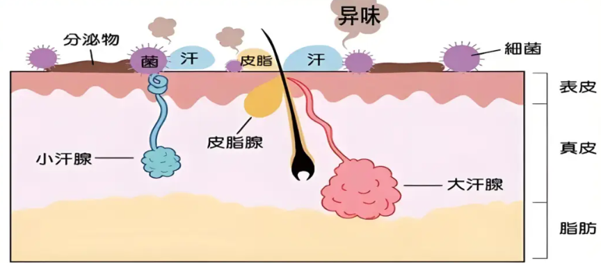 昆明华美美莱整形祛狐臭消费透明