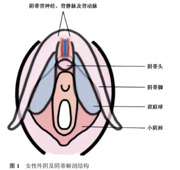 三、 产后女性的痛点:漏尿与性生活质量下降